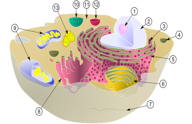 Diagram of a cell with organelles